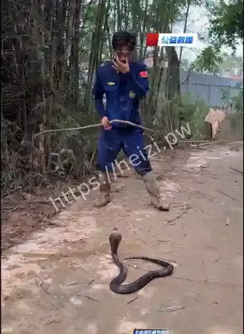 捕蛇博主驰援广西