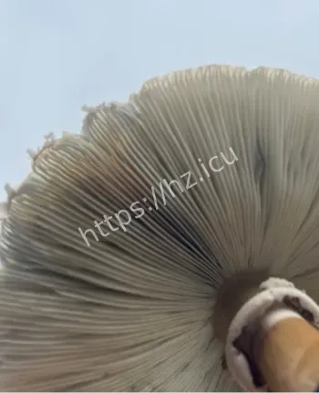 云南毒菌孢子微观流星雨